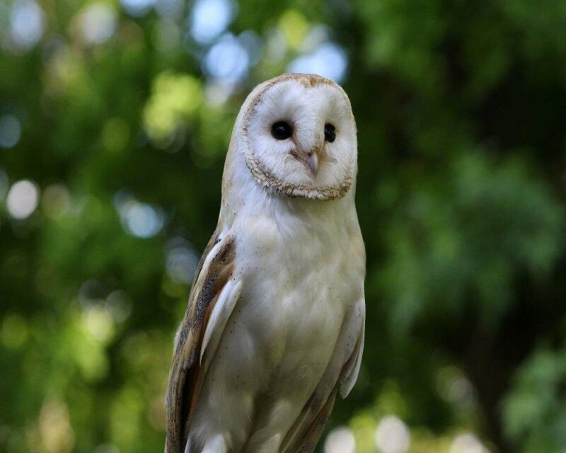 barn-owl-symbolism-meaning-are-they-good-or-bad-luck