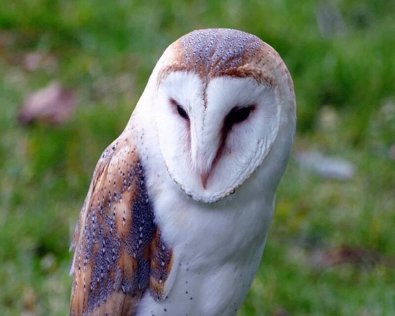 Barn Owl Symbolism & Meaning. Are They Good or Bad Luck?