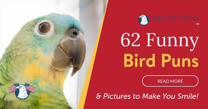 62 Funny Bird Puns & Pictures to Make You Smile!