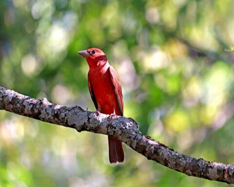 5 Birds That Look Like Cardinals and How to Identify Them