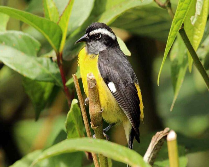 18 Astonishing Birds With Small Wings That You'll Love!