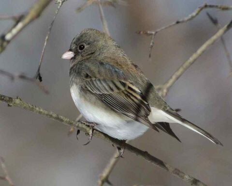 18 Astonishing Birds With Small Wings That You'll Love!