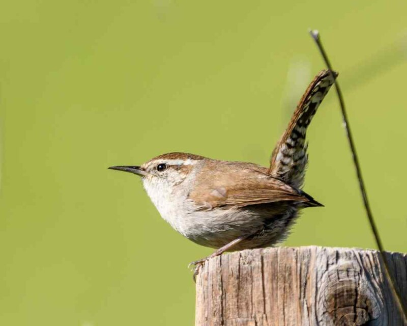 16 Astounding Birds with Stripes That You'll Love