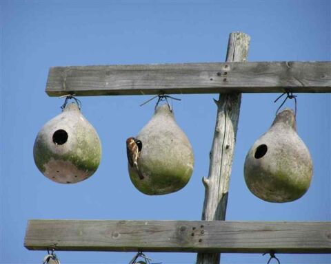 7 Best Birdhouses For Sparrows In 2021 (amazon & Diy)