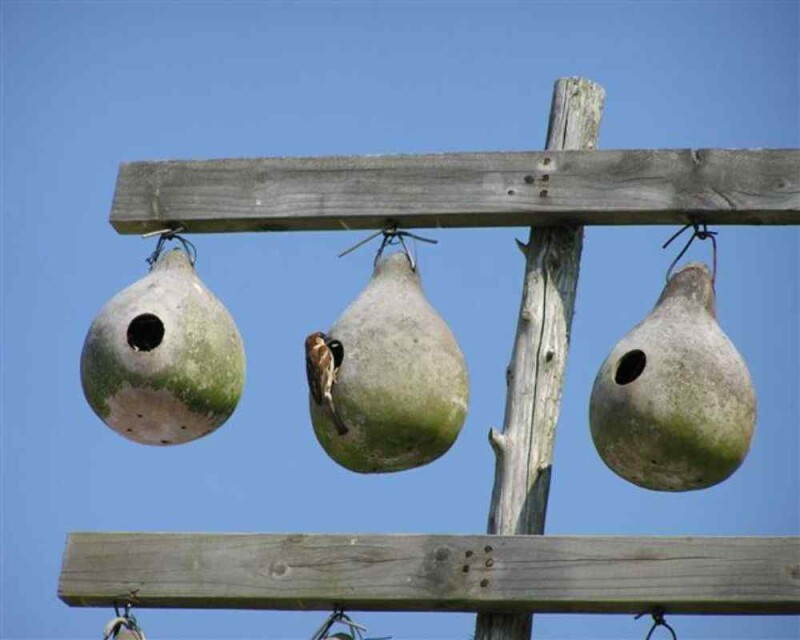 damson-cottage-garden-make-a-sparrow-terrace-bird-house-plans-bird-house-kits-bird-house