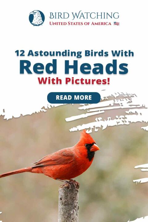 13 Astounding Birds with Red Heads With Pictures! (Backyard Friendly)