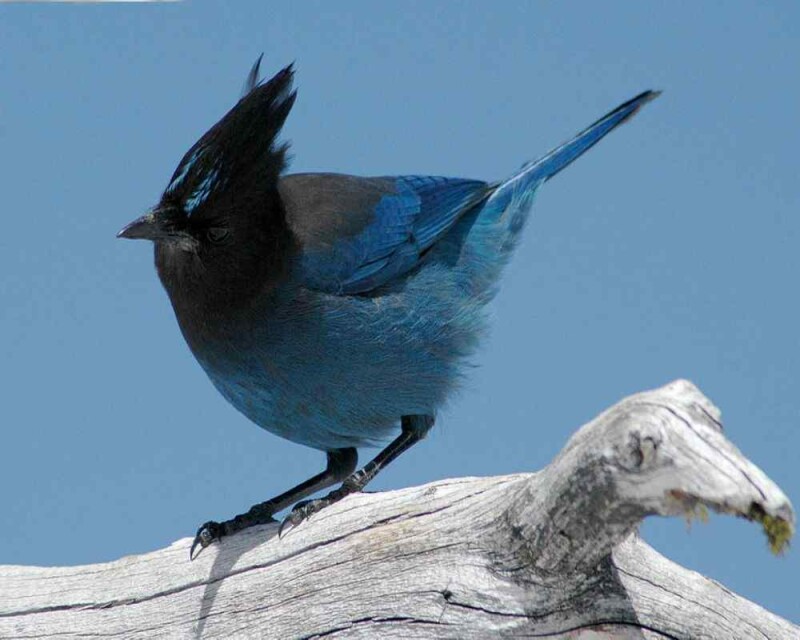 bird-that-looks-like-a-blue-jay-this-is-the-one