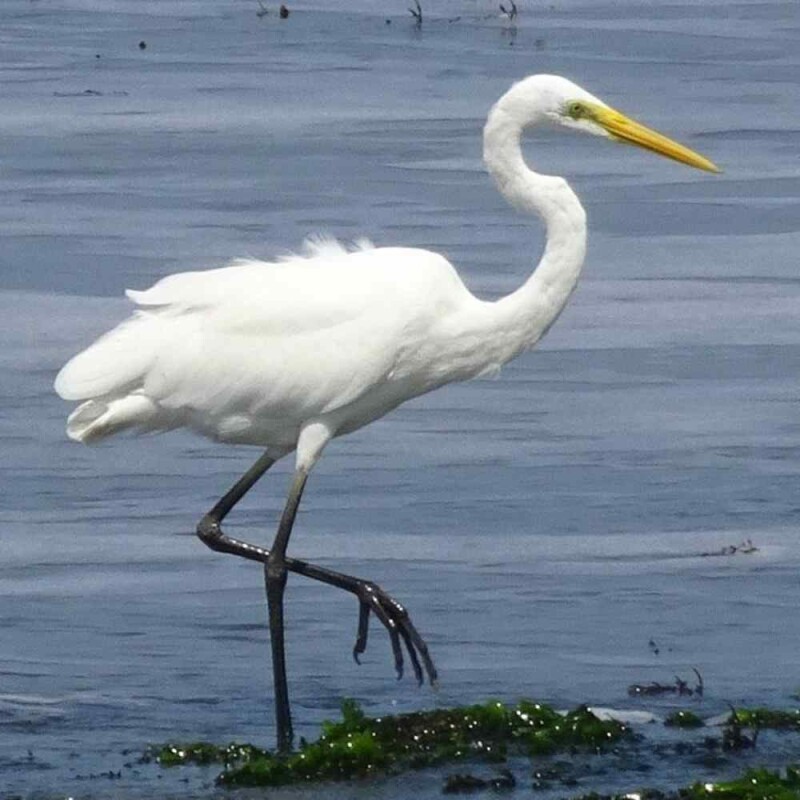 priority-bird-profile-great-egret-audubon-north-carolina