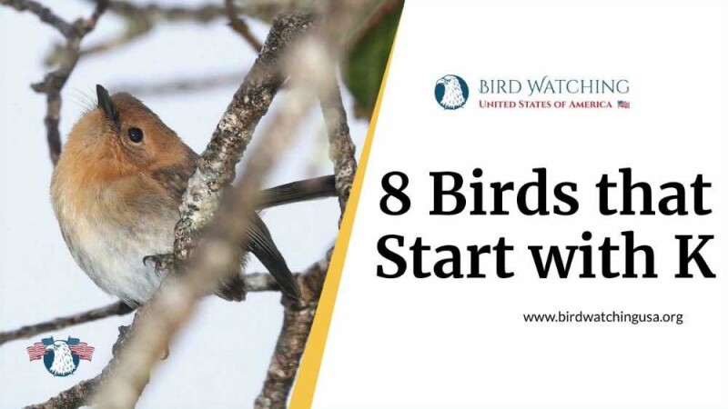 8 Birds That Start With K