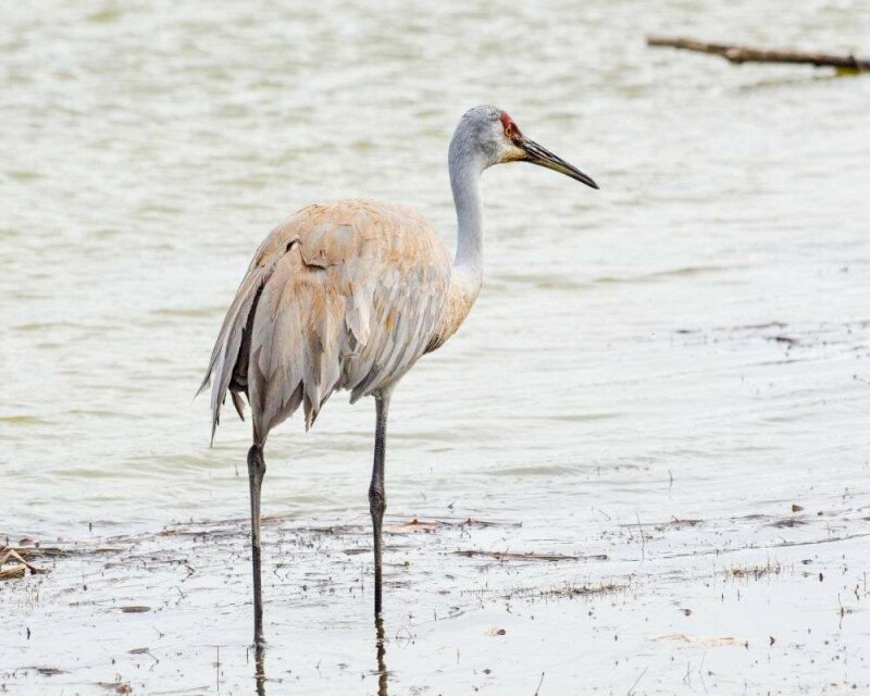 Birds With Longest Necks And Legs: 10 Stunning Creatures!