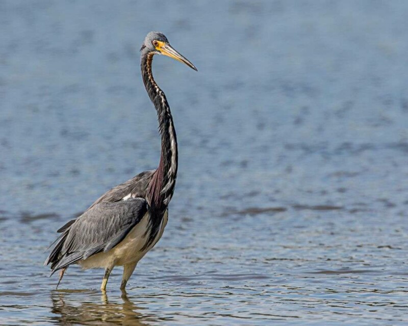 birds-with-longest-necks-and-legs-10-stunning-creatures