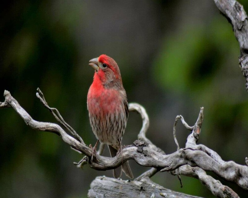 24 Birds With Red Chest Most Common To Hardest To See