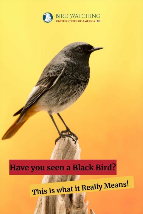 have-you-seen-a-black-bird-this-is-what-it-really-means