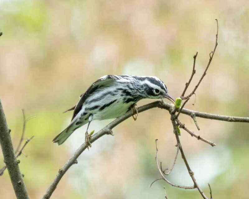 small bird with black and white stripes on wings