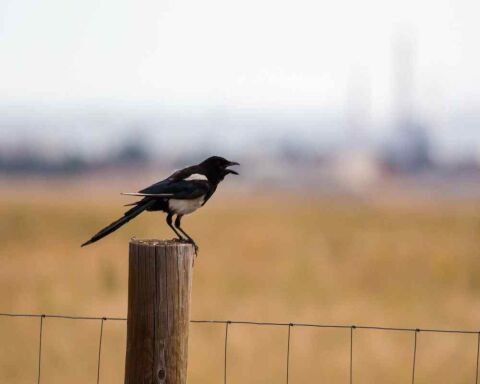 Seen a Black Bird with White Stripes on Wing? This Is It!