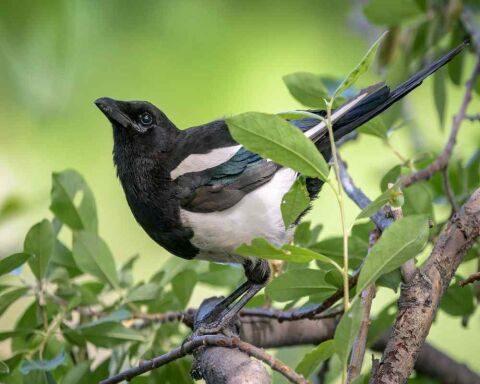 Seen a Black Bird with White Stripes on Wing? This Is It!