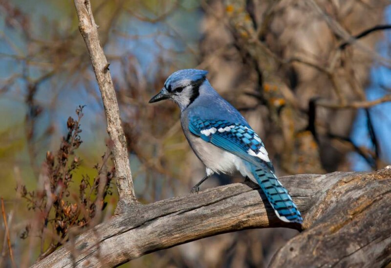 Have you seen a Blue Bird? This is what it Really Means!