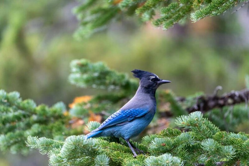 have-you-seen-a-blue-bird-this-is-what-it-really-means