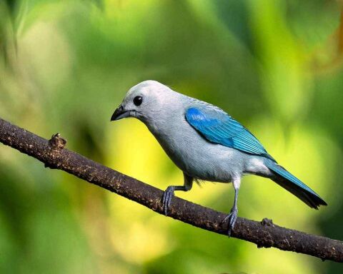 Blue Bird That Looks Like a Cardinal? This Is the One