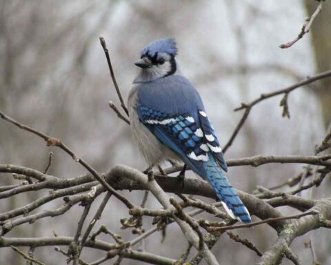 Can You Keep Blue Jay as A Pet? It’s Illegal in the US!