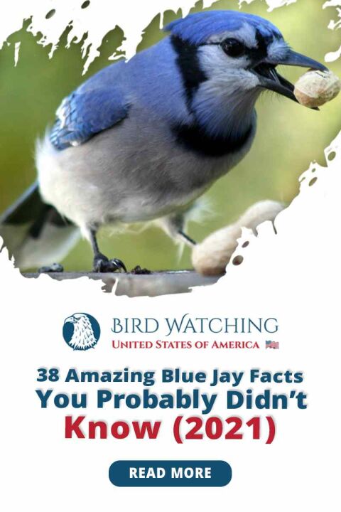 38 Amazing Blue Jay Facts You Probably Didn't Know (2021)