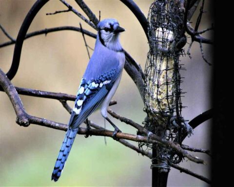 38 Amazing Blue Jay Facts You Probably Didn't Know (2021)