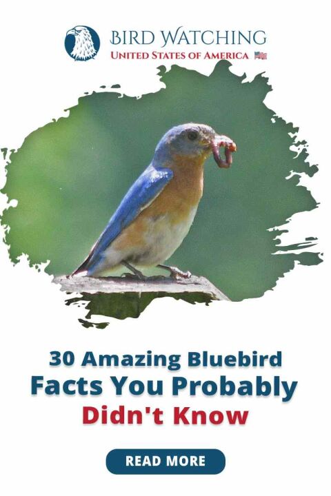 30 Amazing Bluebird Facts You Probably Didn't Know (2021)