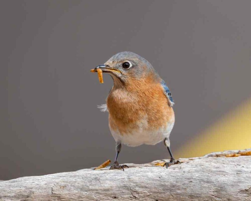 30 Amazing Bluebird Facts You Probably Didn't Know (2021)