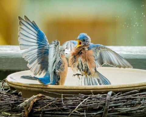 bluebirds bluebird facts chirping birdwatchingusa