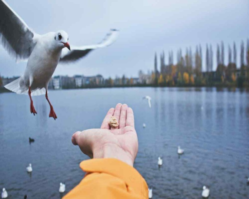 Can Birds Eat Popcorn? Popped or Unpopped? Read This!