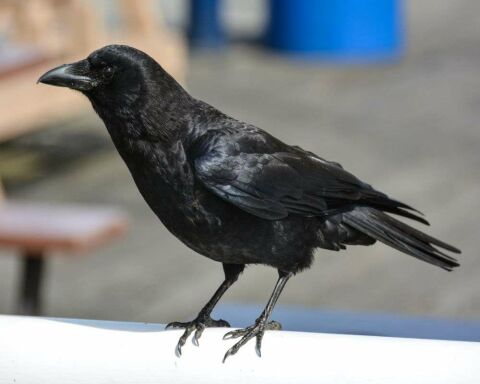 Can Crows or Ravens talk like Parrots? 4 Cool Videos!