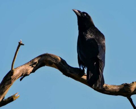 Can Crows or Ravens talk like Parrots? 4 Cool Videos!