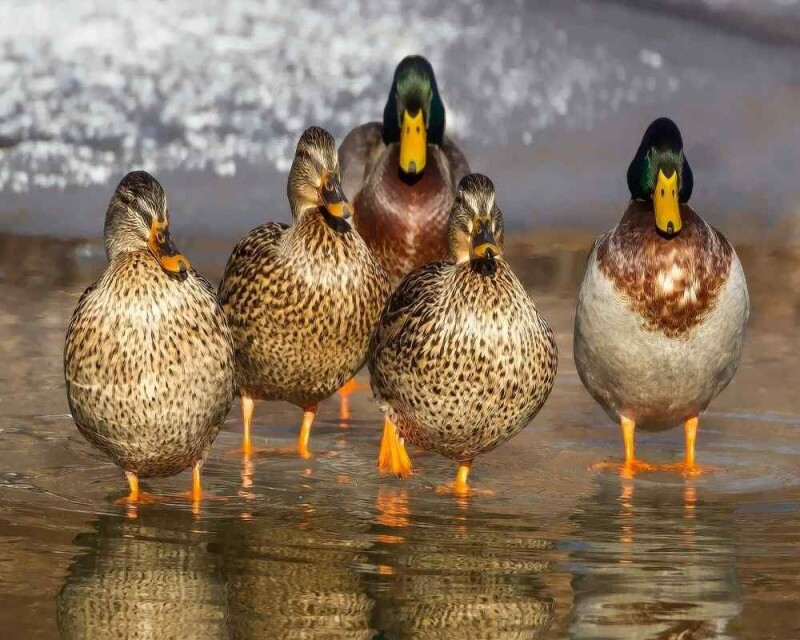 Can Ducks Change Gender