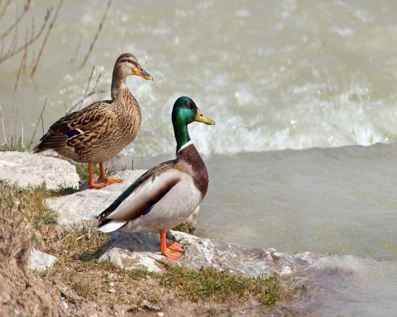 can-ducks-change-gender-it-s-even-weirder-than-that