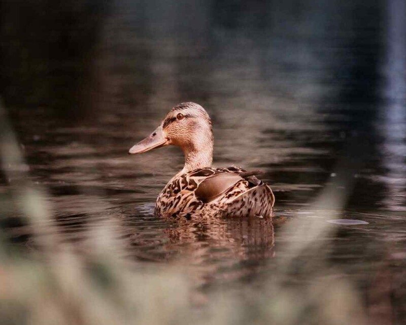 can-ducks-change-gender-it-s-even-weirder-than-that