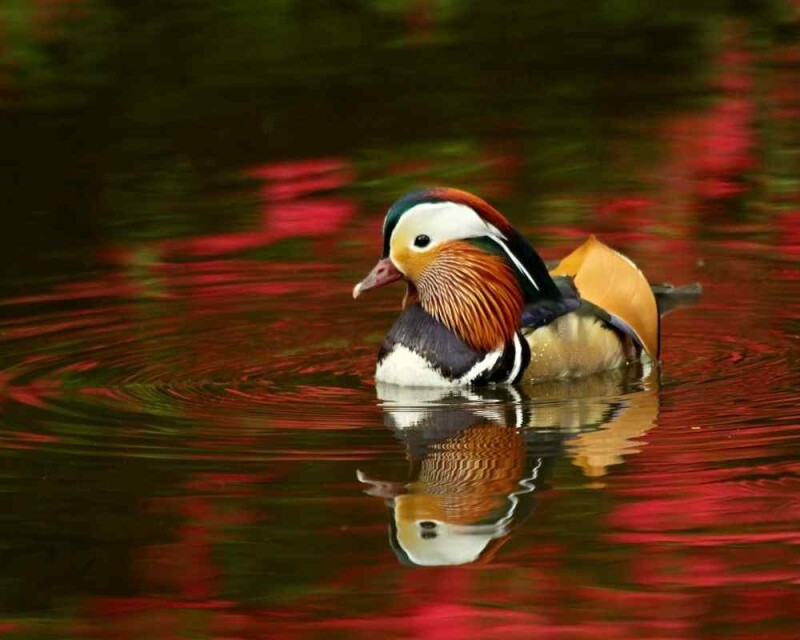 Can Male Ducks Change Gender