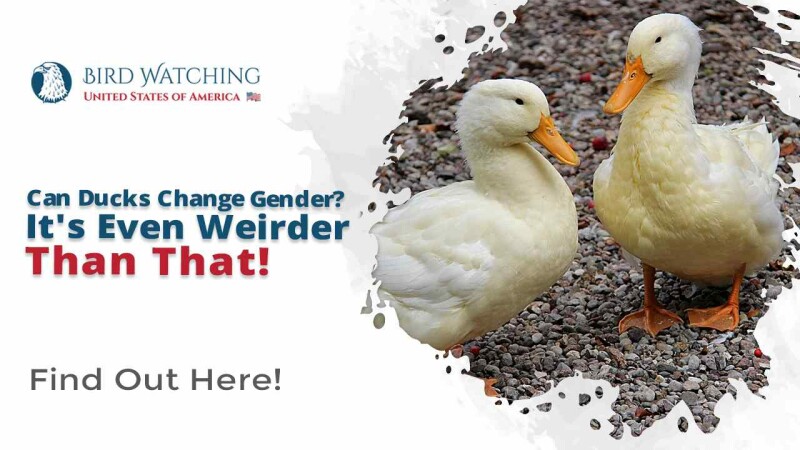 can-ducks-change-gender-it-s-even-weirder-than-that