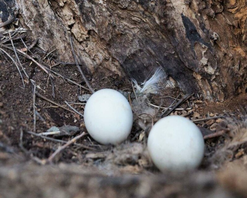 Can You Eat Owls? This Is The Huge Fine You'll Be Facing!