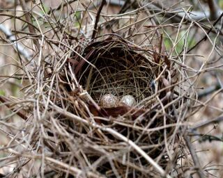 Cardinal Eggs: What They Look Like, When They Hatch, & More!