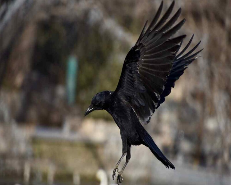 11 Remarkable Facts and FAQs about Crows Flying