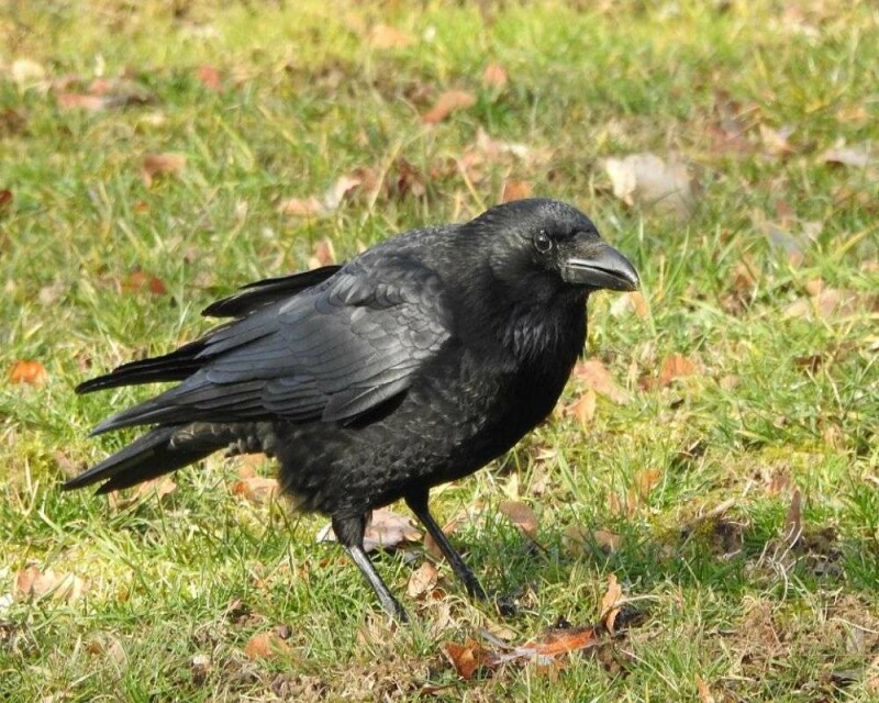 How Long Do Crows Live? Wild Vs. Captivity! Averages And Records