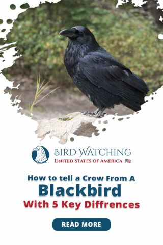 How To Tell A Crow From A Blackbird? 5 Key Differences