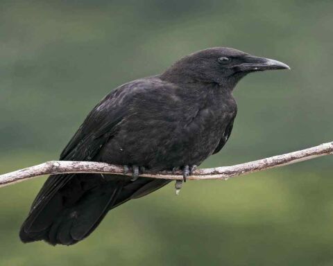 How To Tell a Crow from A Blackbird? 5 Key Differences