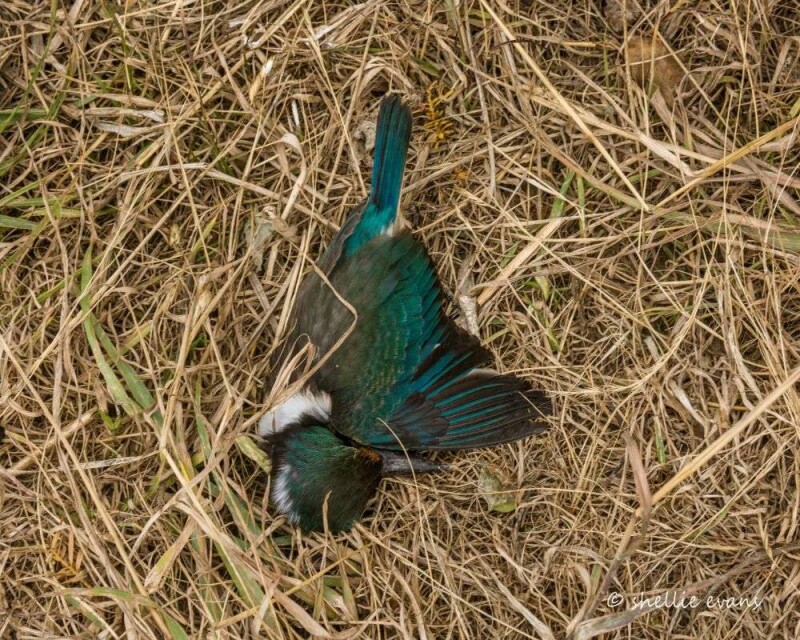 what-does-seeing-a-dead-bird-really-mean-it-s-scary