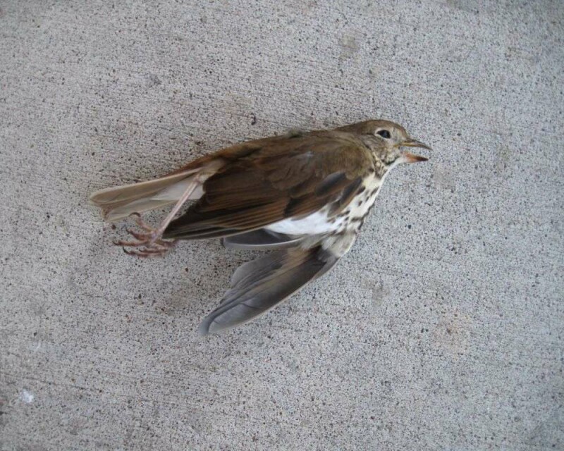 what-does-seeing-a-dead-bird-really-mean-it-s-scary