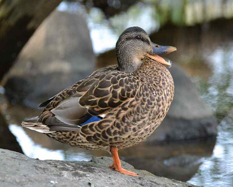 Do All Birds Have Feathers? Why? No Exception at All?