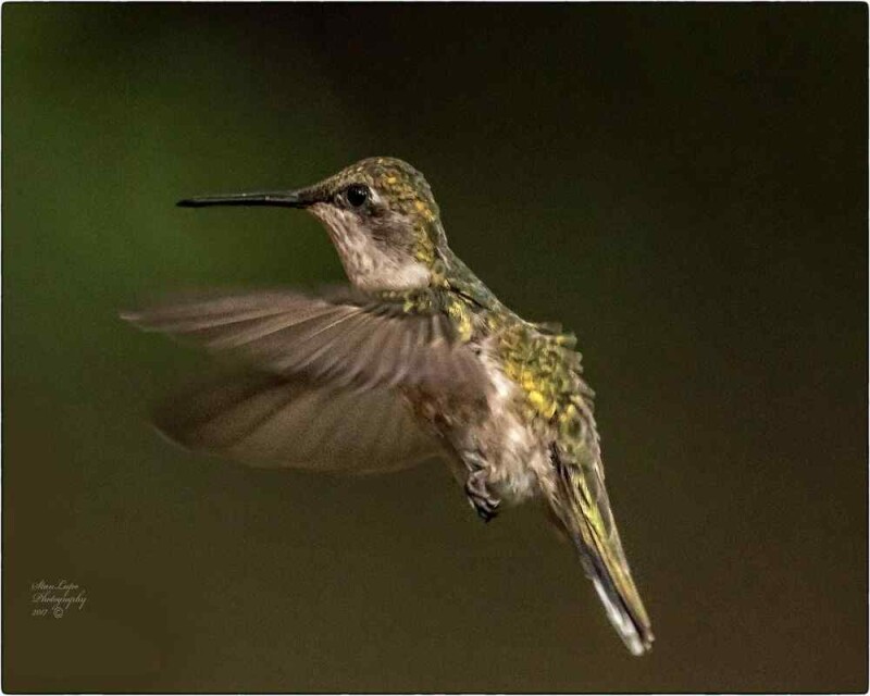 Do All Birds Have Feathers? Why? No Exception at All?