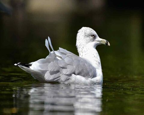 Do All Birds Have Feathers? Why? No Exception at All?