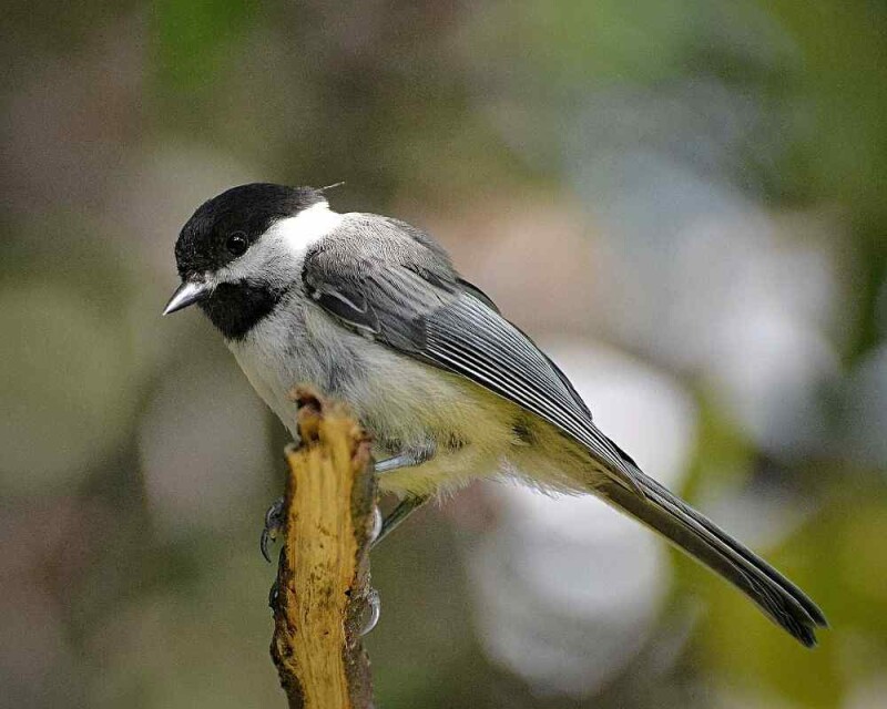 Do All Birds Have Feathers? Why? No Exception at All?