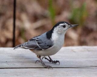 Do All Birds Have Feathers? Why? No Exception at All?